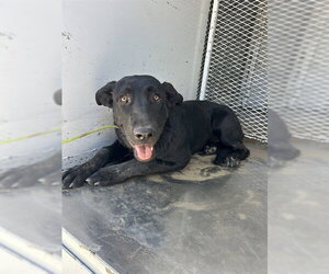 Labrador Retriever-Unknown Mix Dogs for adoption in Bakersfield, CA, USA