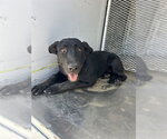 Small Labrador Retriever Mix