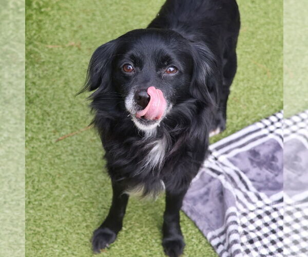 Medium Photo #3 Cavalier King Charles Spaniel-Unknown Mix Puppy For Sale in Rockaway, NJ, USA