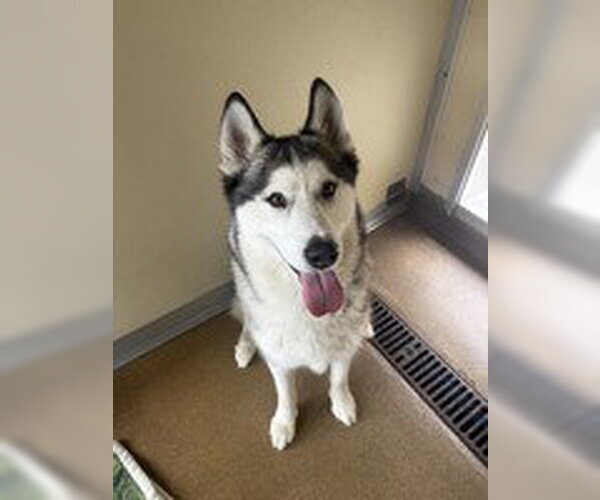 Medium Photo #2 Siberian Husky Puppy For Sale in Salinas, CA, USA
