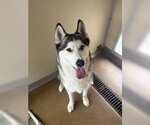 Small #1 Siberian Husky