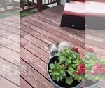 Small Photo #10 French Bulldog Puppy For Sale in KANSAS CITY, MO, USA