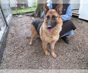 German Shepherd Dog Dogs for adoption in HARTVILLE, MO, USA
