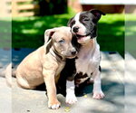 Small #3 American Pit Bull Terrier