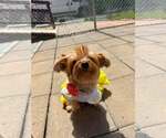 Small Mutt