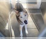 Small Siberian Husky Mix