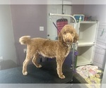 Small Photo #1 Irish Doodle-Poodle (Miniature) Mix Puppy For Sale in MOUNT WASHINGTON, KY, USA