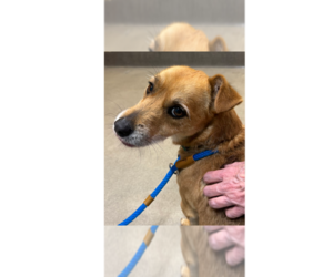 Nachos - Male Unknown-Wheaten Terrier Mix Dog for Adoption - Photo #6