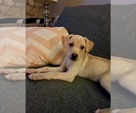 Small #5 Labrador Retriever Mix