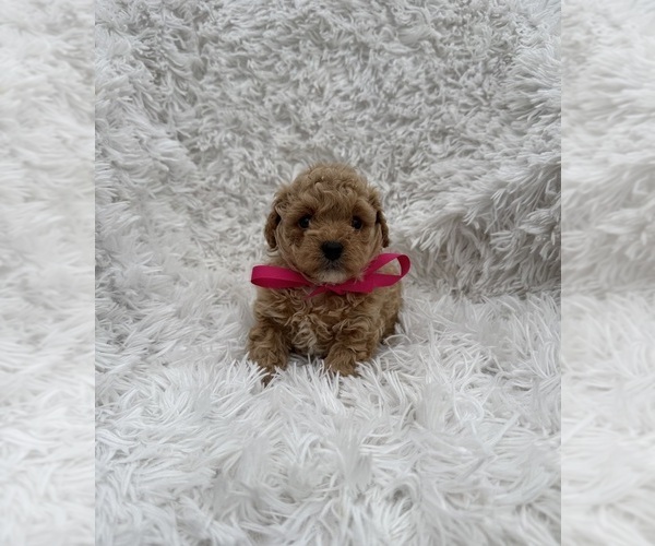 Medium Photo #1 Poodle (Toy) Puppy For Sale in JEFFERSONVILLE, IN, USA