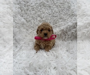Poodle (Toy) Puppy for sale in JEFFERSONVILLE, IN, USA