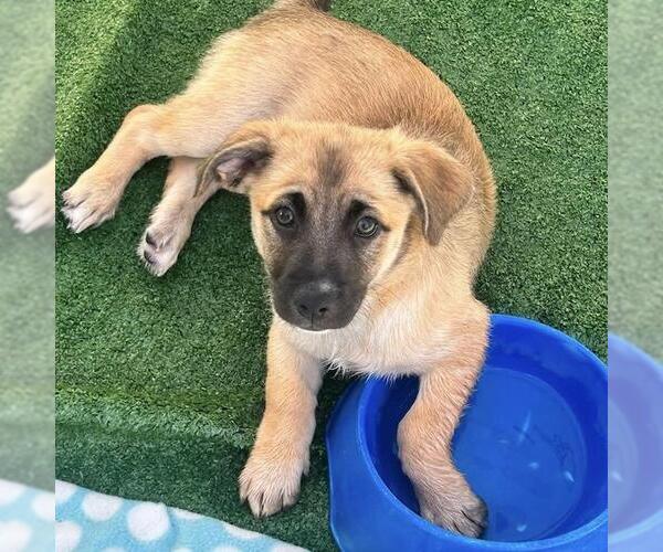 Medium Photo #9 Chihuahua-Unknown Mix Puppy For Sale in San Diego, CA, USA