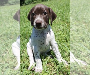 German Shorthaired Pointer Puppy for sale in SUNBURY, PA, USA