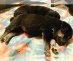 Small Photo #26 Golden Labrador Puppy For Sale in IDAHO SPRINGS, CO, USA