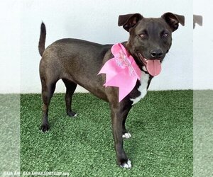 Erin - Female Labrador Retriever-Unknown Mix Dog for Adoption - Photo #2