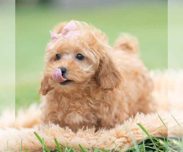 Medium Photo #7 Maltipoo (Miniature) Puppy For Sale in WARSAW, IN, USA