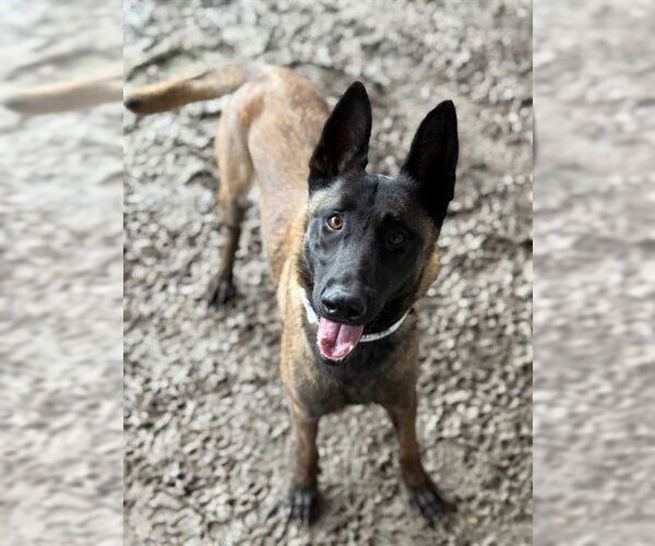 Medium Photo #1 Mutt Puppy For Sale in Riverside, CA, USA