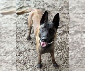 Mutt Dogs for adoption in Riverside, CA, USA