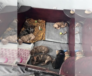 Catahoula Leopard Dog Puppy for sale in Cambridge, Ontario, Canada