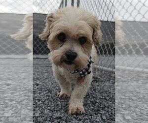 Shih Tzu-Unknown Mix Dogs for adoption in Lewistown, PA, USA