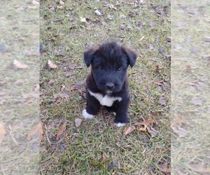 Medium Labradoodle-Siberian Husky Mix