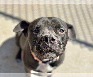 Mutt Dogs for adoption in Tulsa, OK, USA