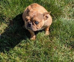 Mother of the French Bulldog puppies born on 08/12/2025