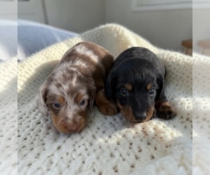 Medium Dachshund