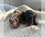 Puppy Puppy 2 Dachshund