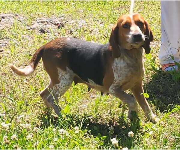 Medium Photo #4 Beagle Puppy For Sale in Dunnellon, FL, USA