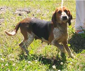Colleen - Female Beagle Dog for Adoption - Photo #4