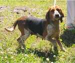 Small #3 Beagle
