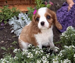 Cavalier King Charles Spaniel Puppy for sale in THORP, WI, USA