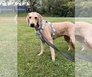 Golden Retriever-Unknown Mix Dogs for adoption in Pottstown, PA, USA