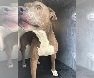 American Staffordshire Terrier-Unknown Mix Dogs for adoption in San Antonio, TX, USA