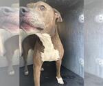 Small American Staffordshire Terrier Mix