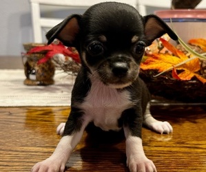 Chihuahua Puppy for sale in SLIDELL, LA, USA