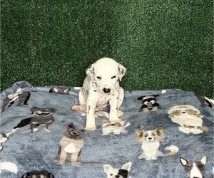 Medium Dalmatian
