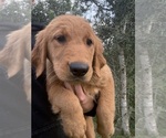 Small #1 Golden Retriever