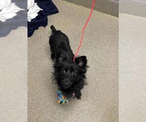 Dachshund-Unknown Mix Dogs for adoption in Las Vegas, NV, USA