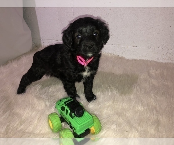 Medium Photo #5 Aussiedoodle Miniature  Puppy For Sale in GOSHEN, IN, USA