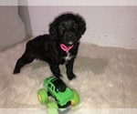 Small Photo #5 Aussiedoodle Miniature  Puppy For Sale in GOSHEN, IN, USA