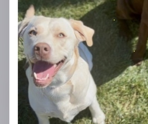 Mother of the Labrador Retriever puppies born on 09/28/2025