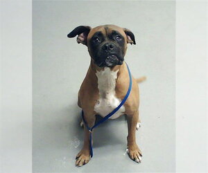 Boxer Dogs for adoption in Fayetteville, NC, USA