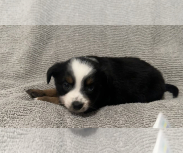 Medium Photo #1 Miniature Australian Shepherd Puppy For Sale in QUINCY, CA, USA