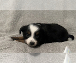 Puppy Cookie Miniature Australian Shepherd