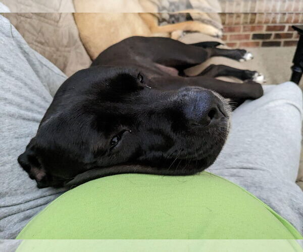 Medium Photo #34 American Pit Bull Terrier-Unknown Mix Puppy For Sale in Germantown, OH, USA