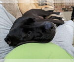 Small #33 American Pit Bull Terrier Mix