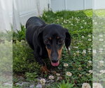 Small #4 Dachshund