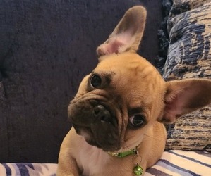 French Bulldog Puppy for sale in PARKER, CO, USA
